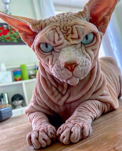 Feb 22, 2022 ... The Minskin is one of the latest mixed breeds that resulted in a hairless cat. These cats are a mix between the Munchkin and Sphynx. Cat ...